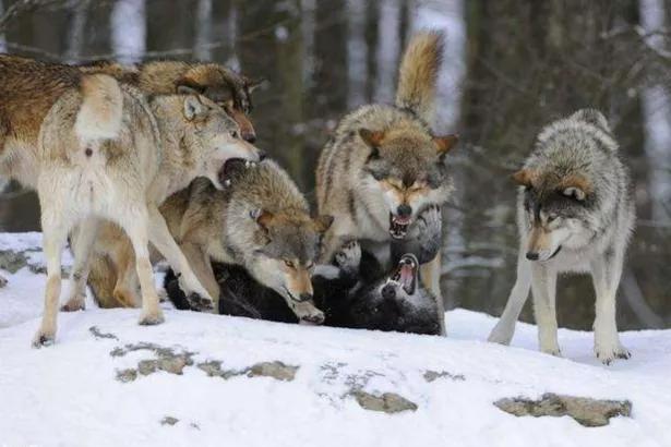 无人区遭遇狼群，躲在车里安全吗？最后时刻：还有一招...