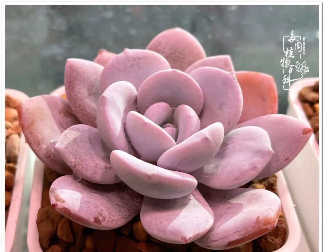 多肉种植过程详解 7ed7-ee1d864b56cd78fe9be282af80797a62.jpg