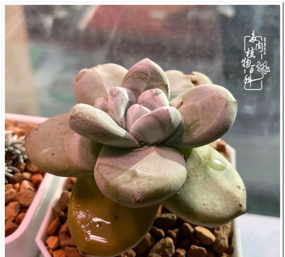 多肉种植过程详解 2e4b-32801425e78398f6fbd1adee2a1fe81c.jpg