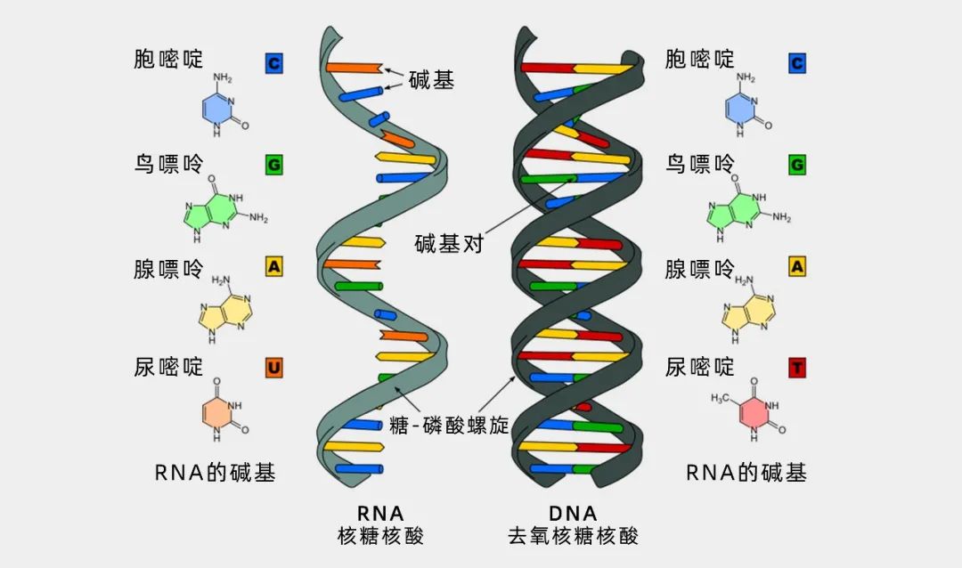 dna和rna的基本构件被称为核苷酸,每个核苷酸都包含一个重要的含氮