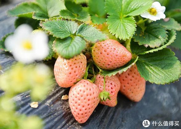 这个冬天身价远超车厘子的金贵水果,到底贵在哪儿?休闲区蓝鸢梦想 - Www.slyday.coM 这个冬天身价远超车厘子的金贵水果,到底贵在哪儿?休闲区蓝鸢梦想 - Www.slyday.coM