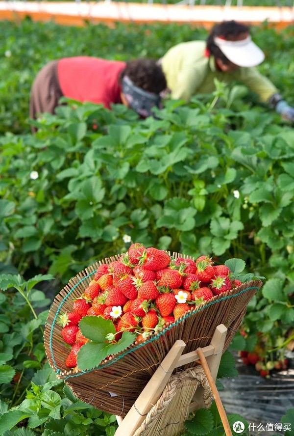 这个冬天身价远超车厘子的金贵水果,到底贵在哪儿?休闲区蓝鸢梦想 - Www.slyday.coM 这个冬天身价远超车厘子的金贵水果,到底贵在哪儿?休闲区蓝鸢梦想 - Www.slyday.coM