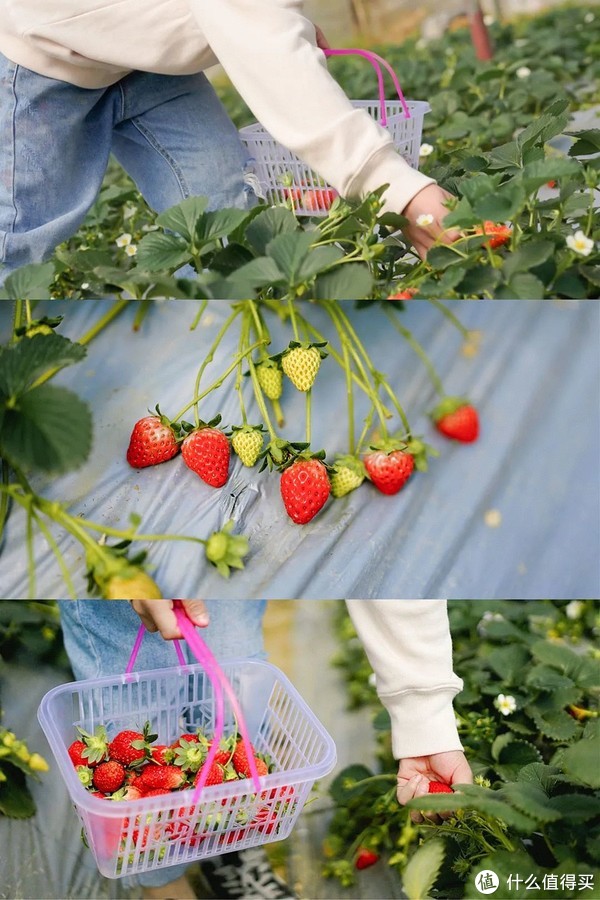 这个冬天身价远超车厘子的金贵水果,到底贵在哪儿?休闲区蓝鸢梦想 - Www.slyday.coM 这个冬天身价远超车厘子的金贵水果,到底贵在哪儿?休闲区蓝鸢梦想 - Www.slyday.coM