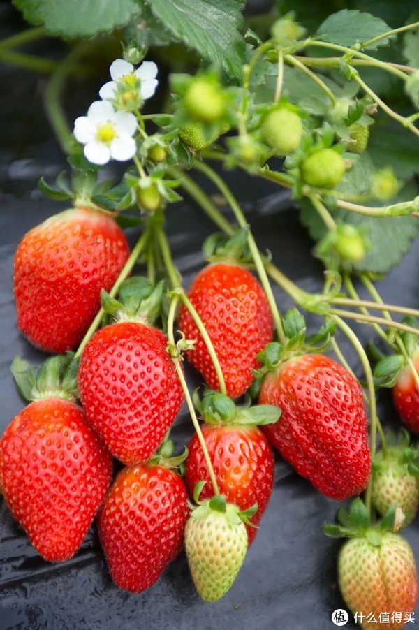 这个冬天身价远超车厘子的金贵水果,到底贵在哪儿?休闲区蓝鸢梦想 - Www.slyday.coM 这个冬天身价远超车厘子的金贵水果,到底贵在哪儿?休闲区蓝鸢梦想 - Www.slyday.coM