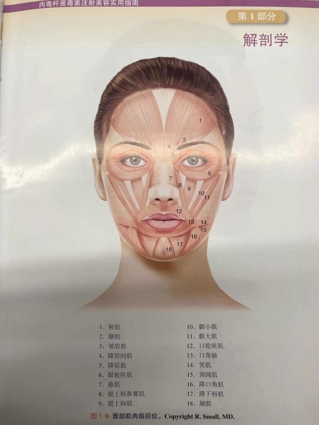 有一些人露下牙就是因为自身唇周肌肉力量弱,做表情时候人中不动,下唇