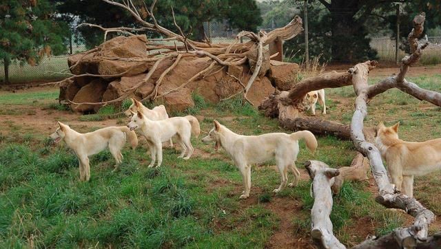 “大黄”在澳洲泛滥，上捕袋鼠下偷绵羊，还混成保护动物，凭啥？