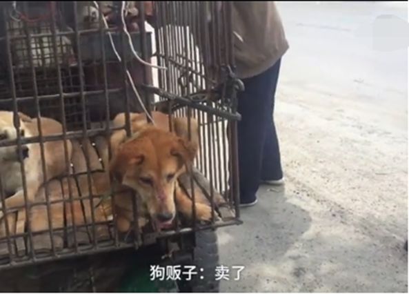 狗贩子为了把狗狗多卖些钱不停往狗狗嘴里灌水画面让人揪心