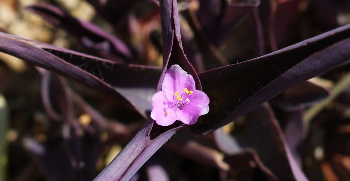 想要日子越过越火，小年多养“旺福”的宝贝花，一年旺气不请自来