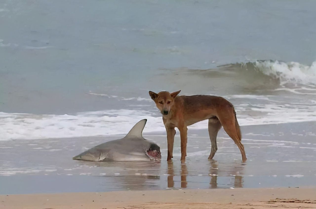 “大黄”在澳洲泛滥，上捕袋鼠下偷绵羊，还混成保护动物，凭啥？