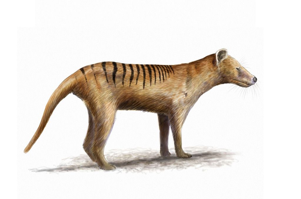 “大黄”在澳洲泛滥，上捕袋鼠下偷绵羊，还混成保护动物，凭啥？