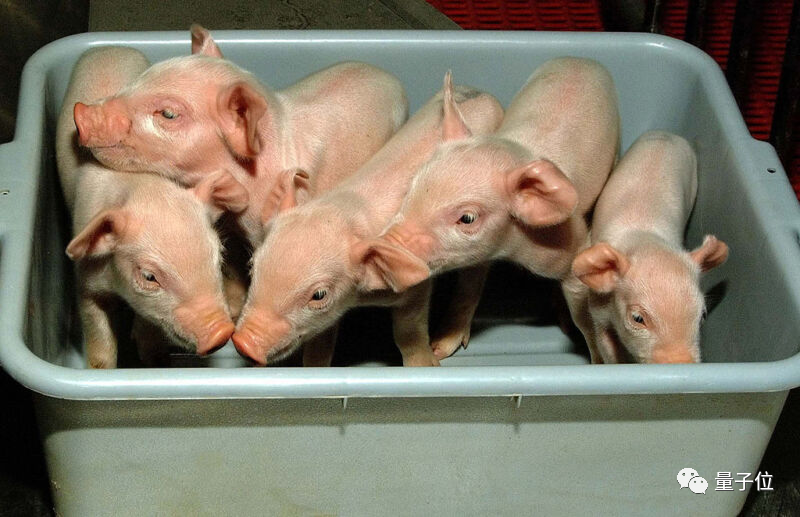 △图注：经过基因工程改造的猪猪