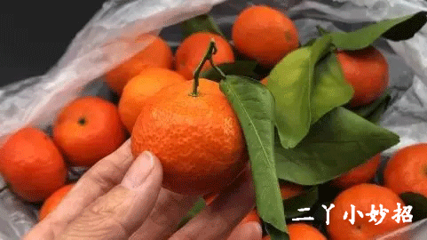 今天才清楚,砂糖橘为什么会带叶子卖!原来有“猫腻”,现在明白还不晚休闲区蓝鸢梦想 - Www.slyday.coM 今天才清楚,砂糖橘为什么会带叶子卖!原来有“猫腻”,现在明白还不晚休闲区蓝鸢梦想 - Www.slyday.coM