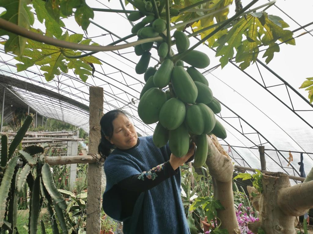 王艳华在观察木瓜的长势。新华社记者郭翔 摄