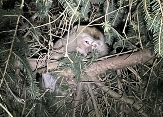 当地警方找到的猴子（报道截图）