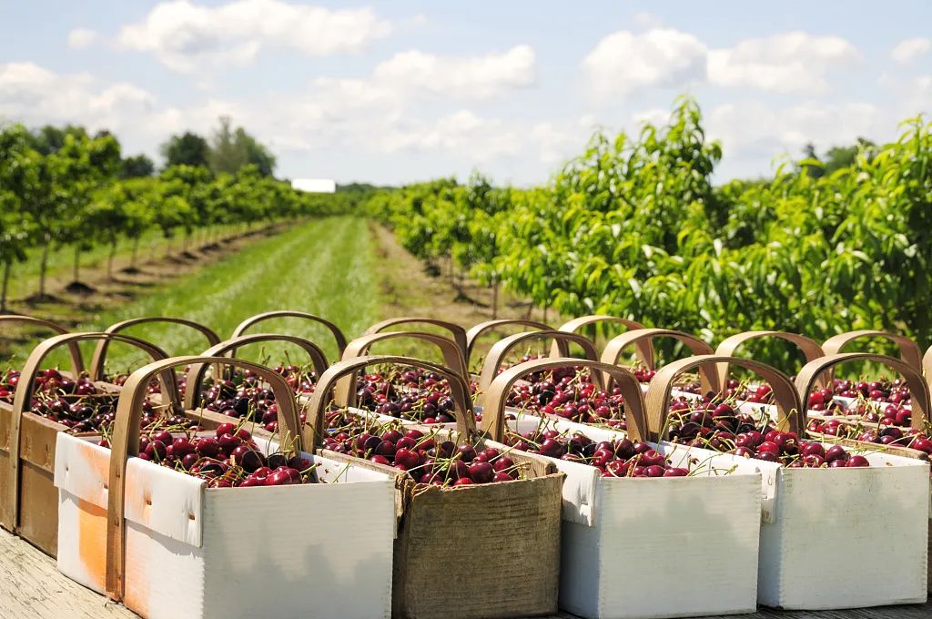 车厘子这么贵,和樱桃到底有啥区别?休闲区蓝鸢梦想 - Www.slyday.coM 车厘子这么贵,和樱桃到底有啥区别?休闲区蓝鸢梦想 - Www.slyday.coM