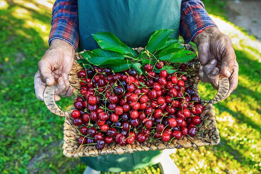 车厘子这么贵,和樱桃到底有啥区别?休闲区蓝鸢梦想 - Www.slyday.coM 车厘子这么贵,和樱桃到底有啥区别?休闲区蓝鸢梦想 - Www.slyday.coM