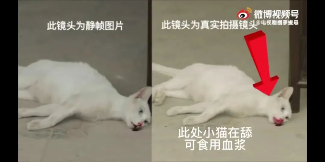 真相来了!警方通报:剧组因拍摄致猫死亡等事实不成立休闲区蓝鸢梦想 - Www.slyday.coM 真相来了!警方通报:剧组因拍摄致猫死亡等事实不成立休闲区蓝鸢梦想 - Www.slyday.coM