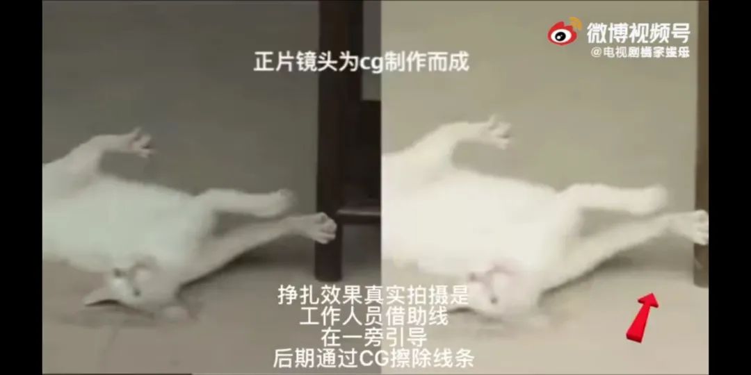 真相来了!警方通报:剧组因拍摄致猫死亡等事实不成立休闲区蓝鸢梦想 - Www.slyday.coM 真相来了!警方通报:剧组因拍摄致猫死亡等事实不成立休闲区蓝鸢梦想 - Www.slyday.coM
