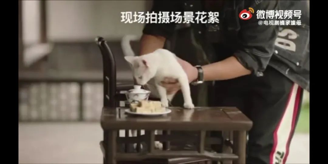 真相来了!警方通报:剧组因拍摄致猫死亡等事实不成立休闲区蓝鸢梦想 - Www.slyday.coM 真相来了!警方通报:剧组因拍摄致猫死亡等事实不成立休闲区蓝鸢梦想 - Www.slyday.coM