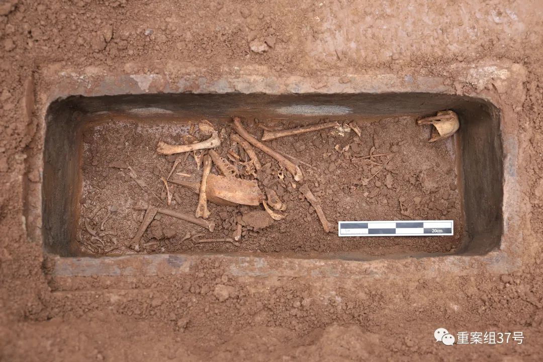 南陵小型外藏坑出土动物骨骸。图片来源：陕西省考古研究院