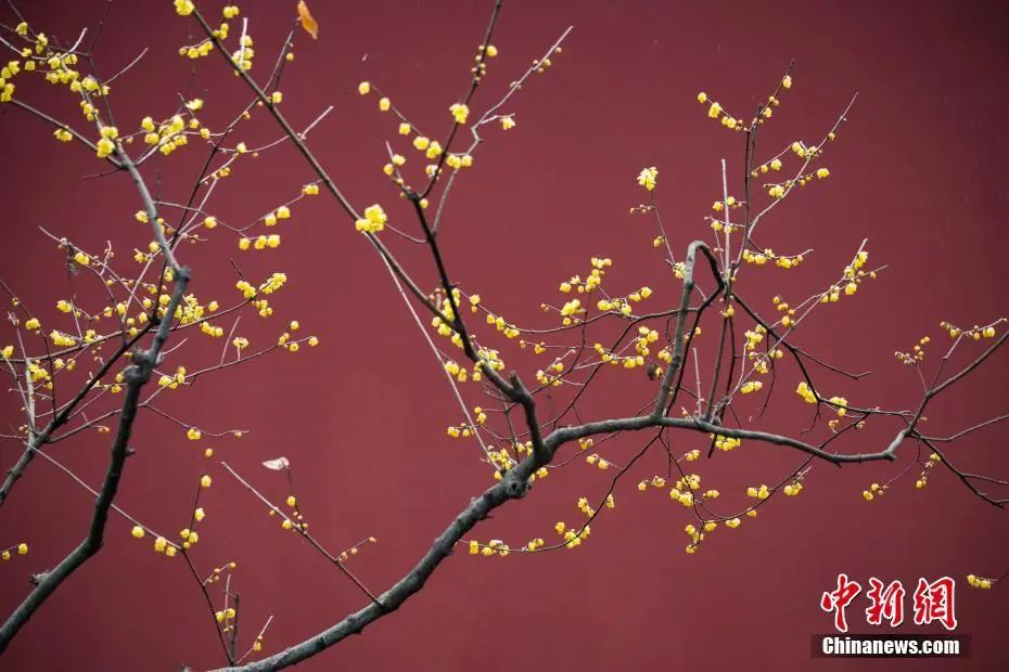 中新社发 苏阳 摄 图片来源:CNSphoto