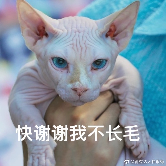 开端大结局卢迪父母送给他一只无毛猫