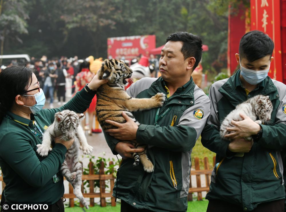 ↑在广州长隆野生动物世界，保育员携幼虎亮相新虎区落成仪式。CICPHOTO/许建梅 摄