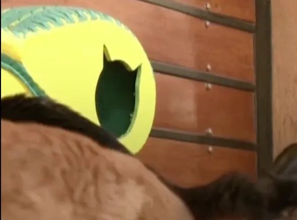 1月25日休闲区蓝鸢梦想 - Www.slyday.coM 1月25日休闲区蓝鸢梦想 - Www.slyday.coM