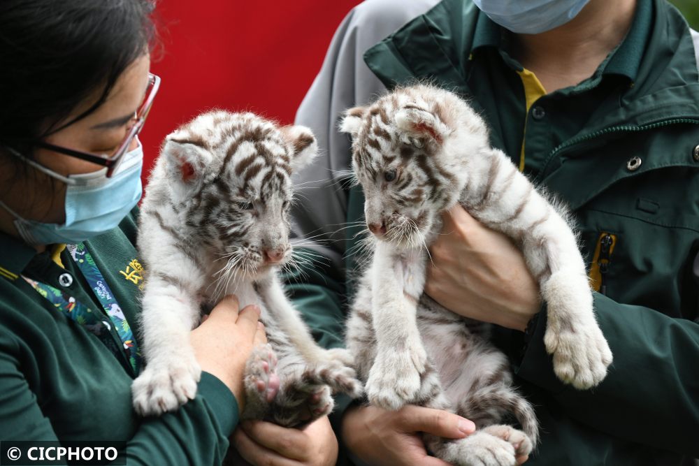 ↑在广州长隆野生动物世界，保育员携幼虎亮相新虎区落成仪式。CICPHOTO/许建梅 摄