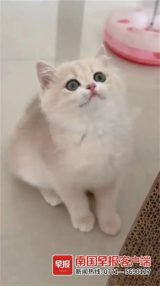 ▲黄某在小红书上看到的幼猫。(视频截图)