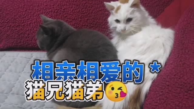 相亲相爱的猫兄猫弟