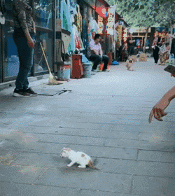 道路中间一只无助的小奶猫，狗妈妈赶紧跑来：不要伤害它！