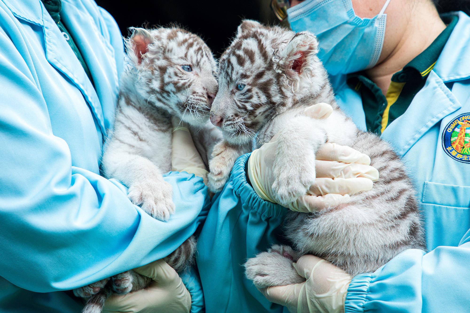 新生萌白虎兄妹首秀出道,“外来媳妇本地郎”主演组团力推休闲区蓝鸢梦想 - Www.slyday.coM 新生萌白虎兄妹首秀出道,“外来媳妇本地郎”主演组团力推休闲区蓝鸢梦想 - Www.slyday.coM