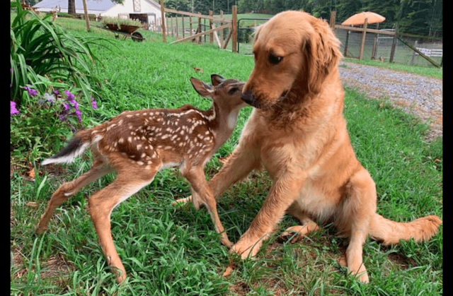 小鹿和金毛成朋友，回森林后还带孩子来认亲，长达11年的神仙友情休闲区蓝鸢梦想 - Www.slyday.coM