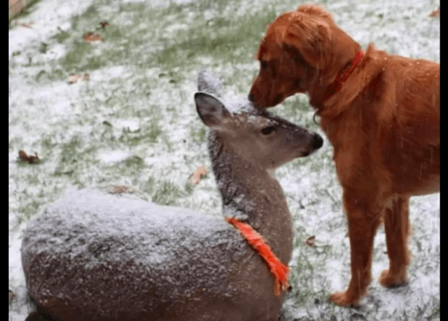 小鹿和金毛成朋友，回森林后还带孩子来认亲，长达11年的神仙友情休闲区蓝鸢梦想 - Www.slyday.coM