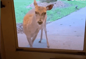 小鹿和金毛成朋友，回森林后还带孩子来认亲，长达11年的神仙友情休闲区蓝鸢梦想 - Www.slyday.coM