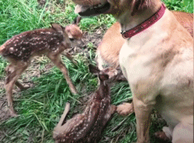 小鹿和金毛成朋友，回森林后还带孩子来认亲，长达11年的神仙友情休闲区蓝鸢梦想 - Www.slyday.coM