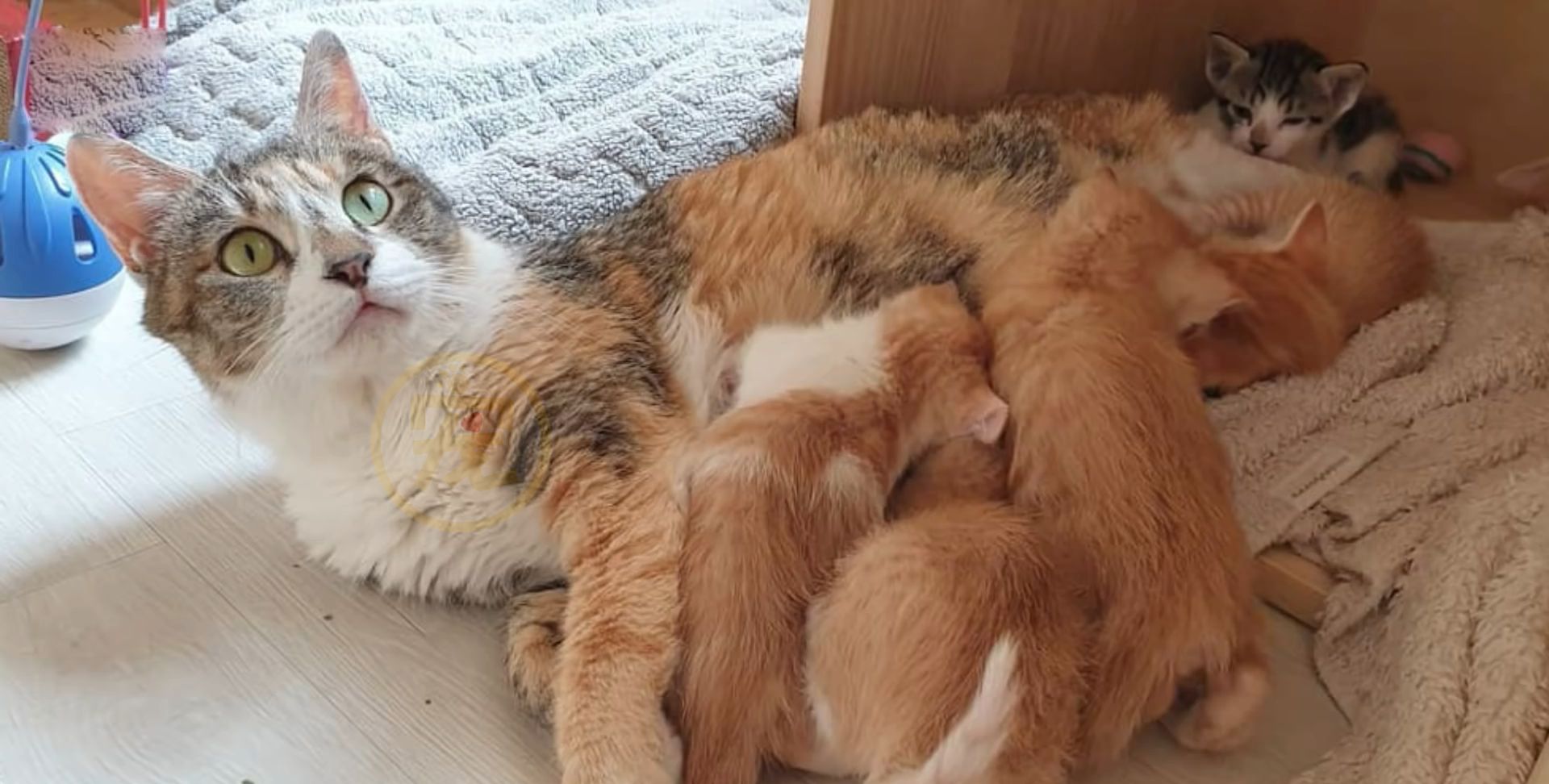 拖着大肚子的流浪猫妈妈，为食物的讨好人类，一下子生了7只小猫