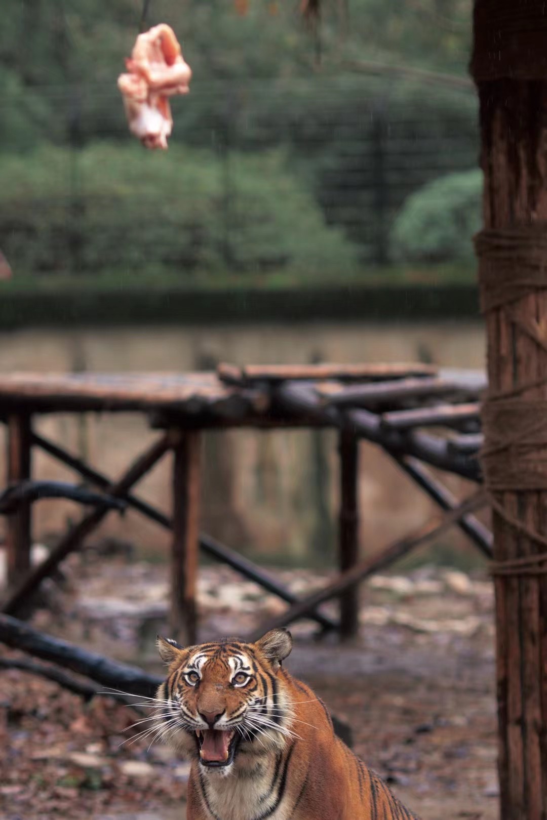 春节期间，姓名中有"虎"字的市民可免票进入上海动物园