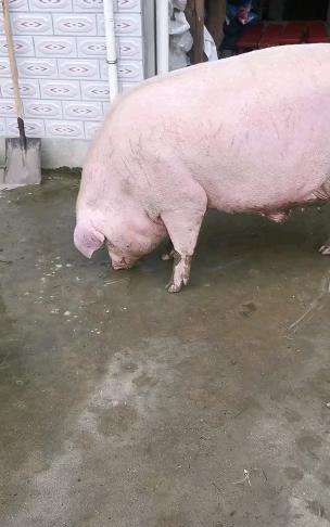 妈妈养了18个月的猪，差不多600斤，杀了400多斤肉，过个肥年