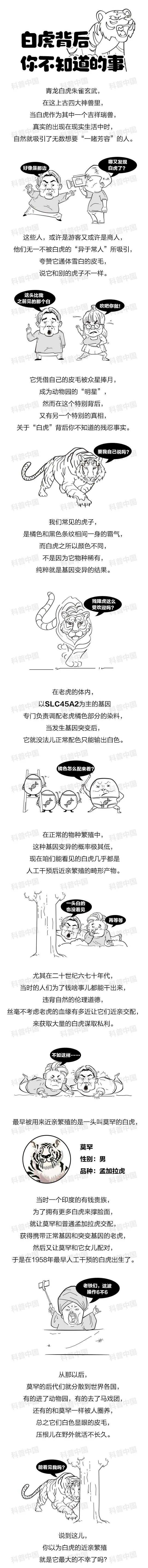 为什么有的老虎是白色的?背后的真相很少有人知道…休闲区蓝鸢梦想 - Www.slyday.coM 为什么有的老虎是白色的?背后的真相很少有人知道…休闲区蓝鸢梦想 - Www.slyday.coM