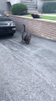 天津相声广播【现世报】据说虎年是所有猫的本命年休闲区蓝鸢梦想 - Www.slyday.coM 天津相声广播【现世报】据说虎年是所有猫的本命年休闲区蓝鸢梦想 - Www.slyday.coM