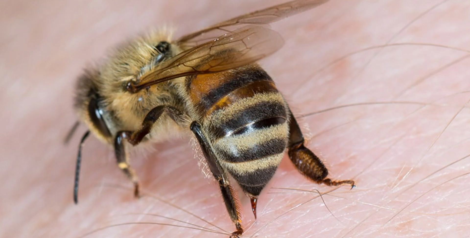 蜜蜂螫傷怎辦？一文睇被蜂螫傷處理方法、遇蜂應變、防蜂類襲擊安全指引 (15:42) - 20230512 - 熱點 - 即時新聞 - 明報新聞網