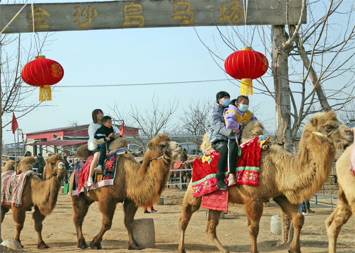 大年初二,在陕西大荔县沙苑景区金沙岛,沙地摩托在沙梁上呼啸而过,200