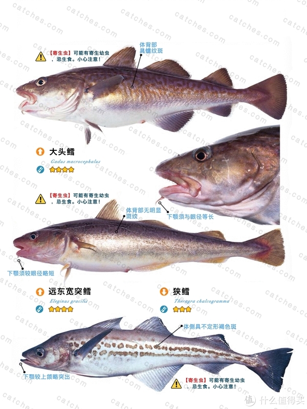 放生大海的鱼，为什么要在鱼肚子上捅个洞？...