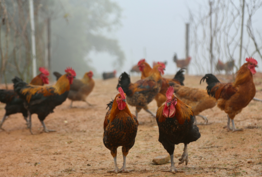 新农人⑤休闲区蓝鸢梦想 - Www.slyday.coM 新农人⑤休闲区蓝鸢梦想 - Www.slyday.coM