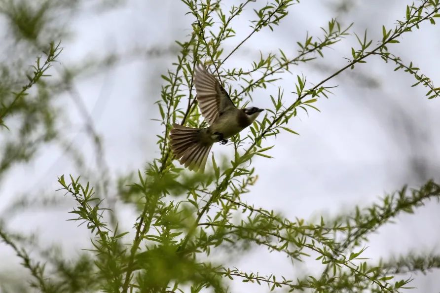 【网络中国节•春节】大年初四迎立春休闲区蓝鸢梦想 - Www.slyday.coM 【网络中国节•春节】大年初四迎立春休闲区蓝鸢梦想 - Www.slyday.coM