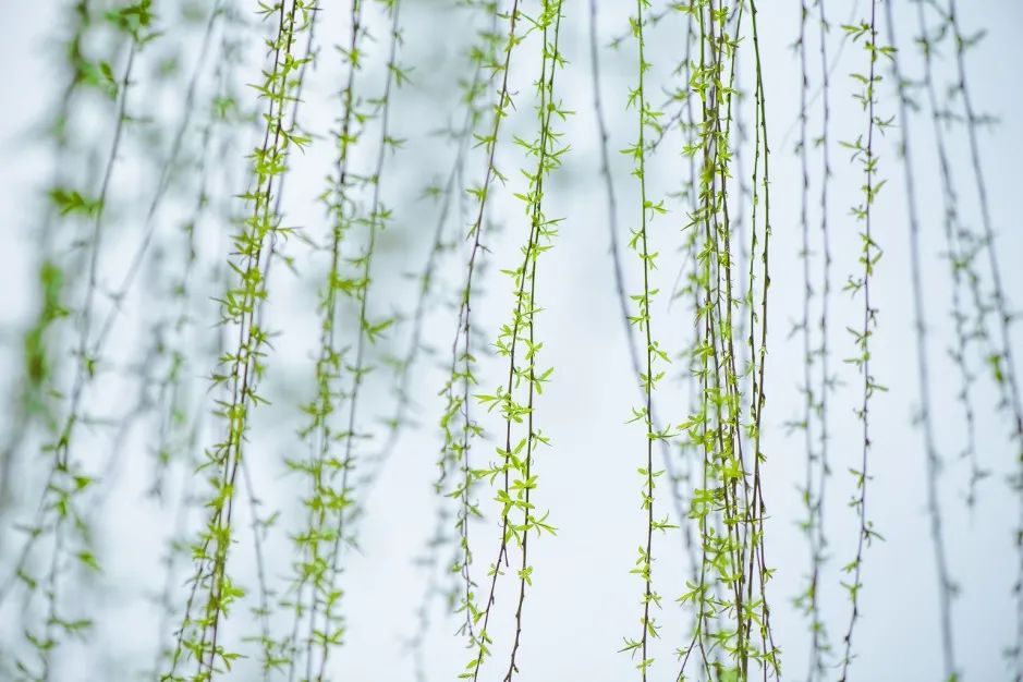 【网络中国节•春节】大年初四迎立春休闲区蓝鸢梦想 - Www.slyday.coM 【网络中国节•春节】大年初四迎立春休闲区蓝鸢梦想 - Www.slyday.coM