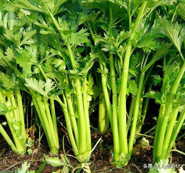 正月初五迎财神,有钱没钱,这5种“迎财菜”记得吃,接福纳财休闲区蓝鸢梦想 - Www.slyday.coM 正月初五迎财神,有钱没钱,这5种“迎财菜”记得吃,接福纳财休闲区蓝鸢梦想 - Www.slyday.coM