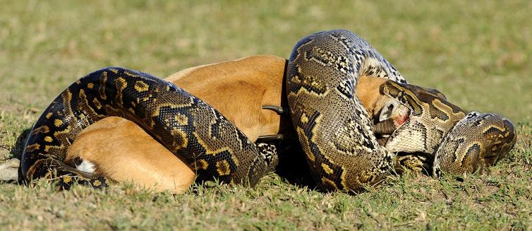 念“咒语”就能让蛇逃走?泰国钓鱼男子蟒蛇缠身,冷静...